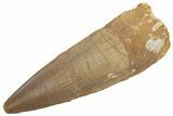 Fossil Spinosaurus Tooth - Real Dinosaur Tooth #222539-1